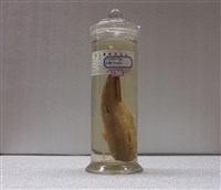 藏品(鯔)的圖片